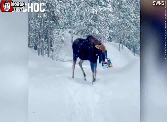 Video :A snowmobiler is attacked by a moose